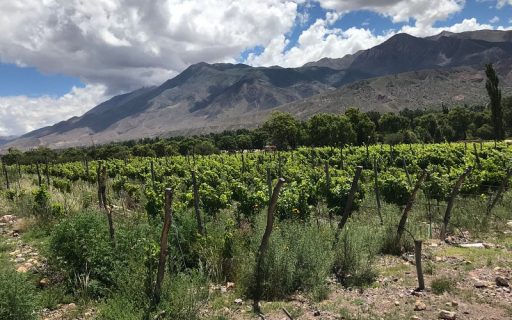 Descubre la belleza de las bodegas y viñedos en la Provincia de Jujuy